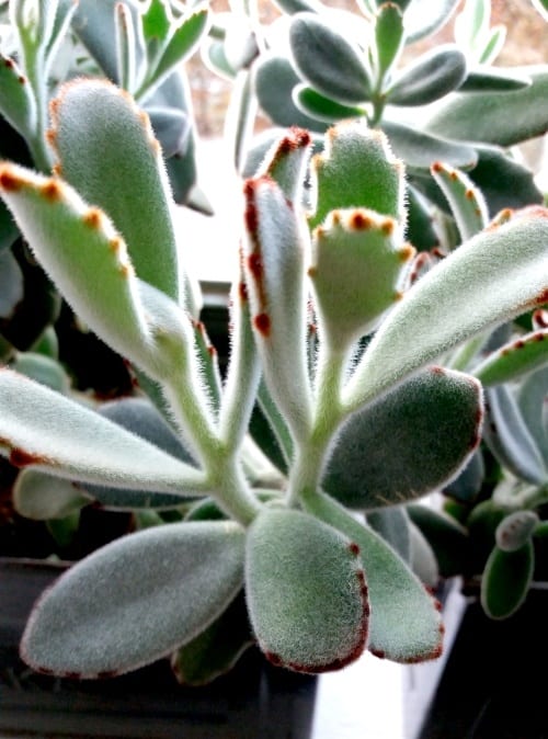 Kalanchoë Tomentosa, vetplant, makkelijke plant, kamerplant