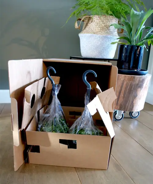 Goed verpakte plant, online planten kopen, planten bestellen