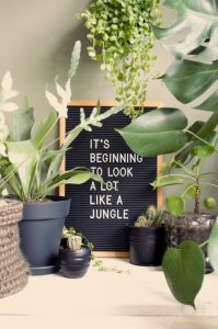 It's beginning to look a lot like a jungle, letterbord quote, kamerplanten