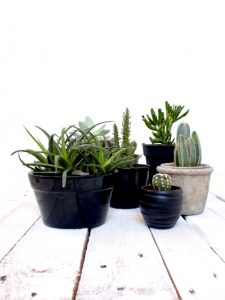 Succulenten - vetplanten en cactussen