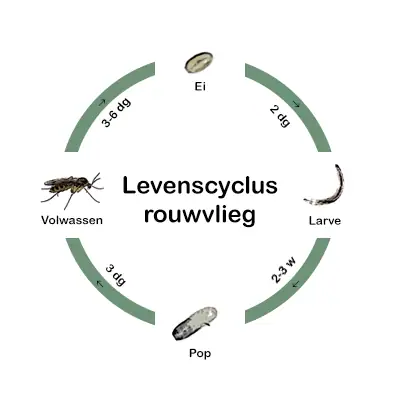 Levenscyclus rouwvlieg, bestrijding