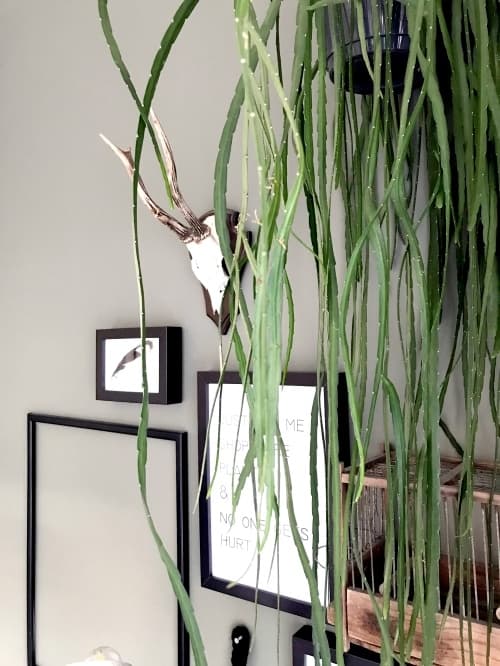 Rhipsalis verzorging, hangplant, kamerplant