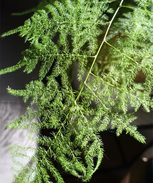 Asparagus blad, Asparagus plumosus, Sierasperge, verzorging