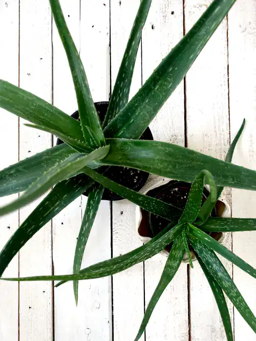 Aloë vera, Wonderplant, verzorging