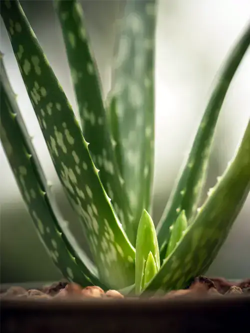 Aloë vera, Wonderplant, verzorging