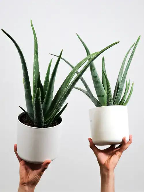 Aloë vera, Wonderplant, verzorging