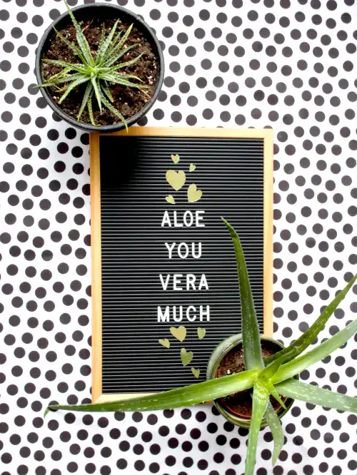 Aloë you vera much, quote