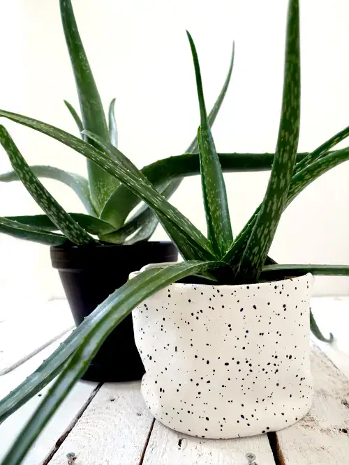 Aloë vera, Wonderplant, verzorging