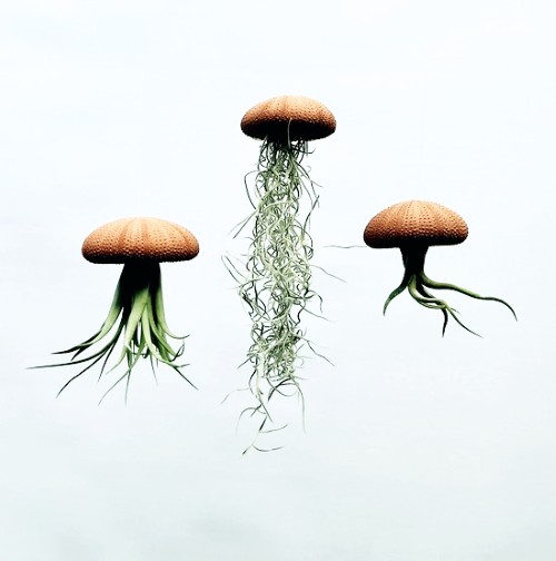 jellyfish airplants, plant cadeau, plantenliefhebbers