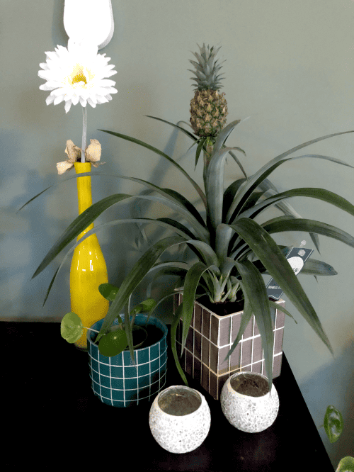 blog interview, ananasplant