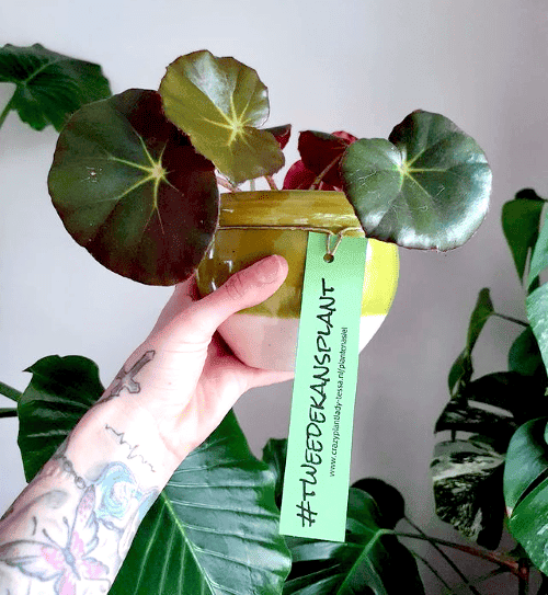 Plantfan Interview