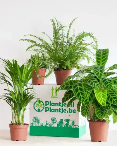 pet-friendly-box, diervriendelijke plantenpakket