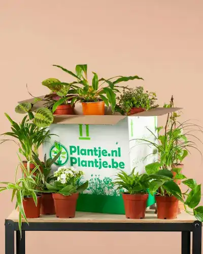Groene Kneusjes box, plantenpakket