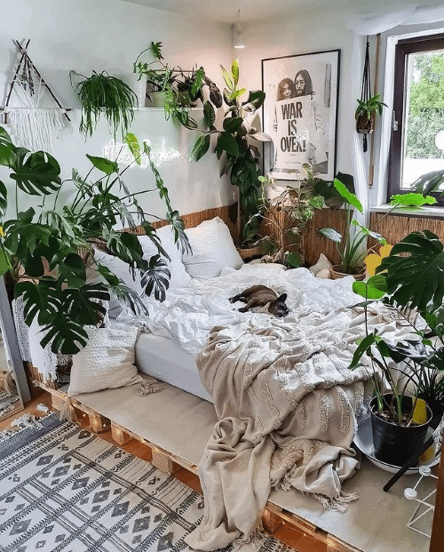  kamerplanten, goede nachtrust, luchtzuiverende planten, hangplanten