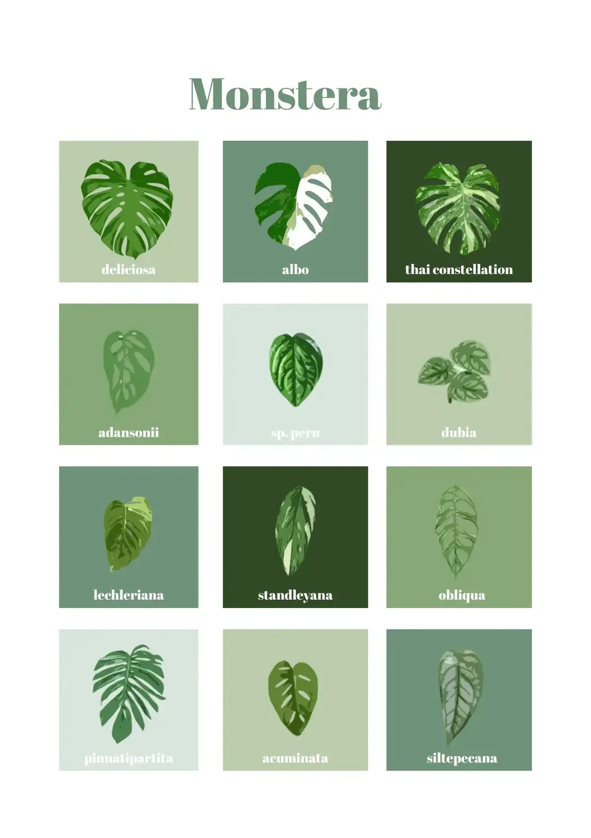 Monstera soorten poster