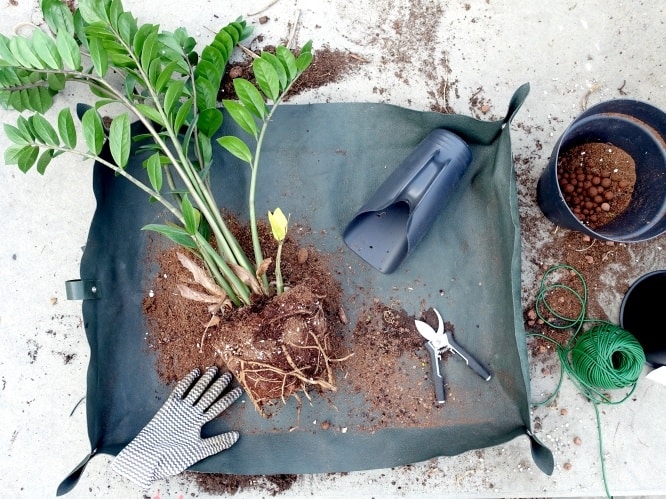 kamerplanten verpotten, wortels, nieuwe pot, potgrond, verpotmat