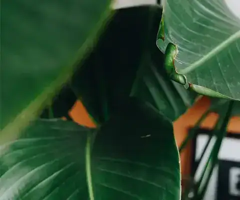 Strelitzia close up, kamerplanten verzorging