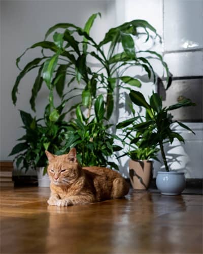 kat met kamerplanten, giftige kamerplanten katten