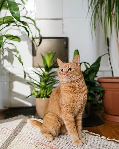 kat, katten, giftige kamerplanten
