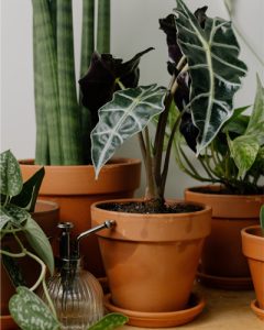 kamerplanten voeding