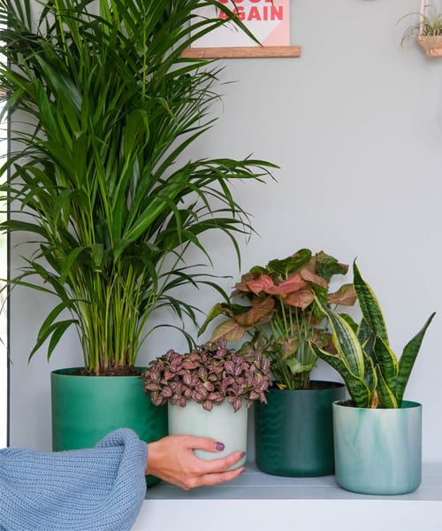 Mirjam Hart, Plantfan Interview