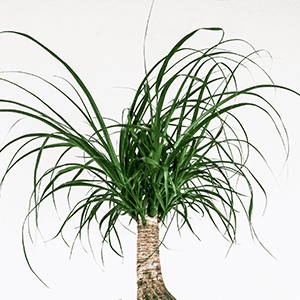 Beaucarnea, Olifantspoot, verzorging