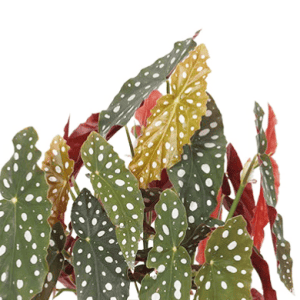 Begonia maculata