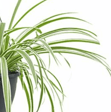 Chlorophytum, Graslelie, Spinnenplant, verzorging