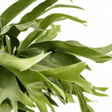 Hertshoornvaren, Platycerium, verzorging