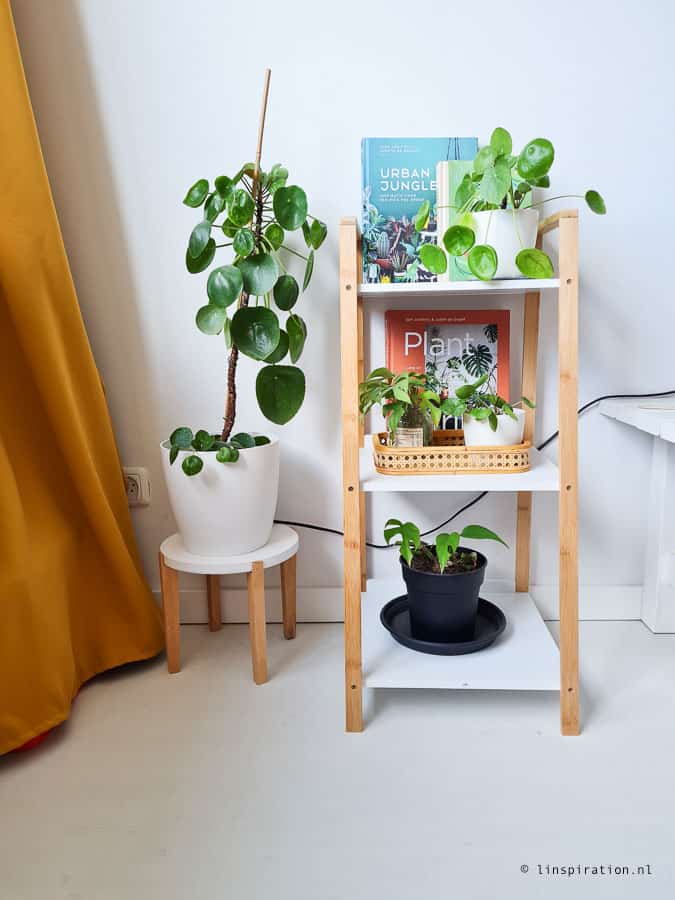 Kamerplanten Lindi Melse Pilea, plantfan interview