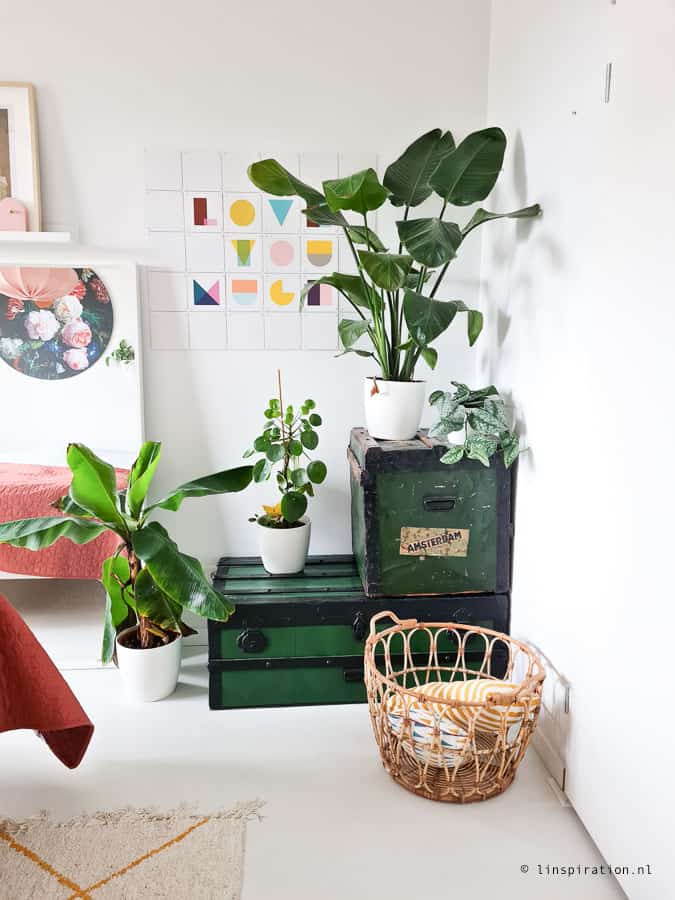 Lindi Melse planten, plantfan interview