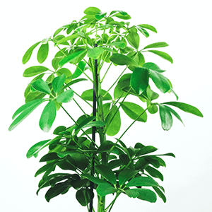 Schefflera, Vingerboom, verzorging