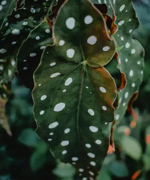 Begonia maculata verzorging