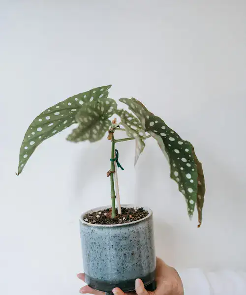 Begonia maculata verzorging