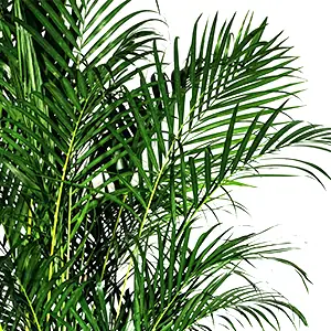 Areca palm, Goudpalm, verzorging