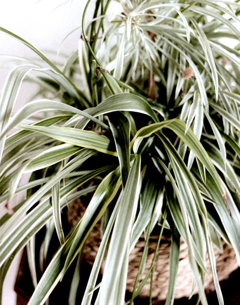 Spinnenplant, Graslelie, Chlorophytum verzorging