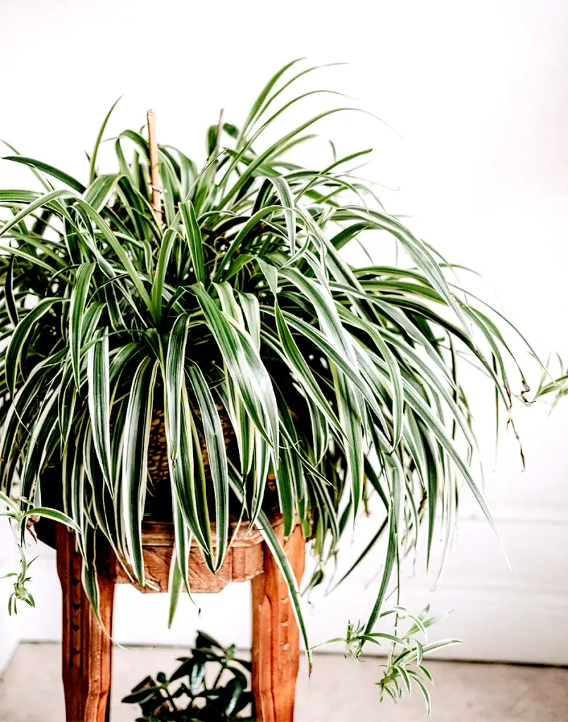 Spinnenplant, Graslelie, Chlorophytum verzorging