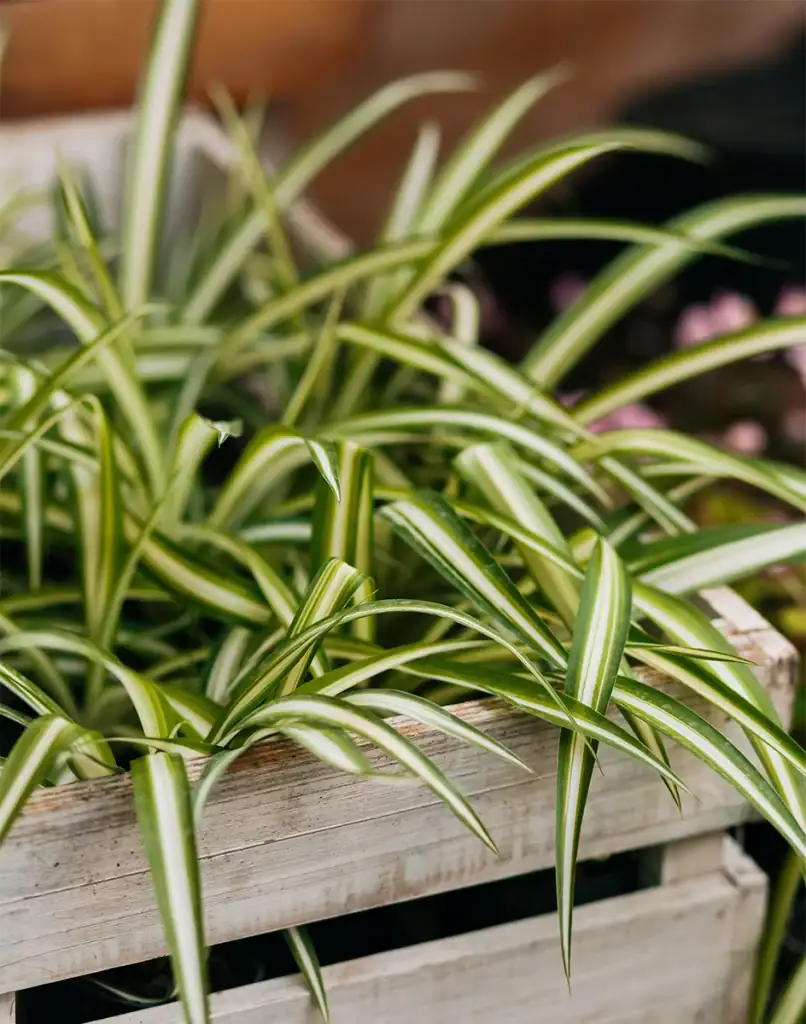 Spinnenplant, Graslelie, Chlorophytum verzorging