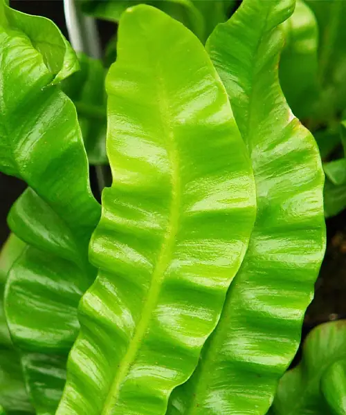 Asplenium blad, Nestvaren, verzorging