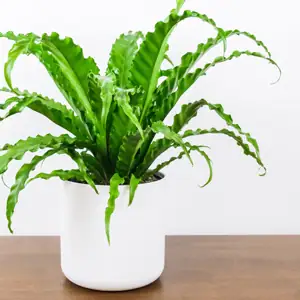 Asplenium, Nestvaren