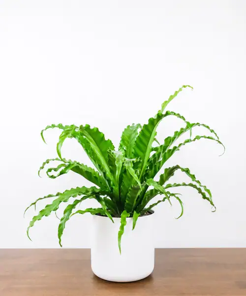 Asplenium, Nestvaren, verzorging