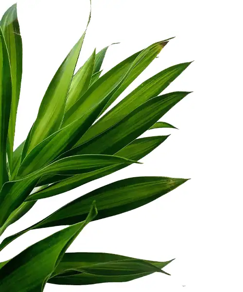 Bladeren Dracaena, Drakenbloedboom, verzorging