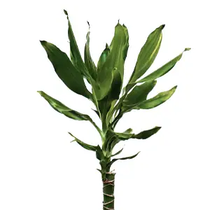 Dracaena, Drakenbloedboom, verzorging