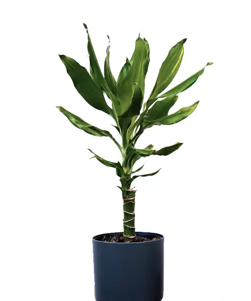 Dracaena, Drakenbloedboom, verzorging