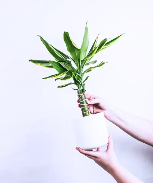 Drakenbloedboom, Dracaena, verzorging