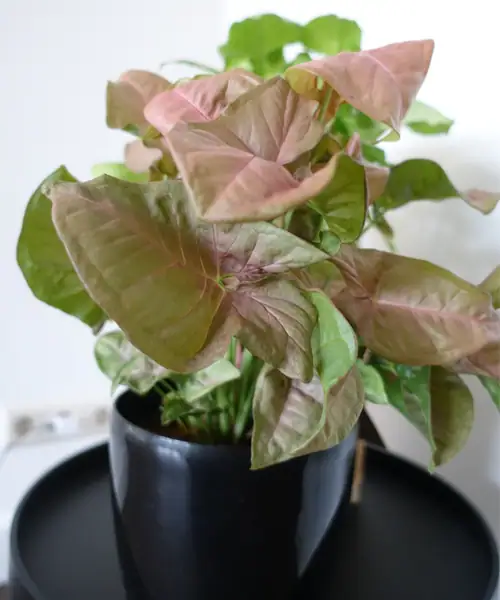Syngonium neon, verzorging