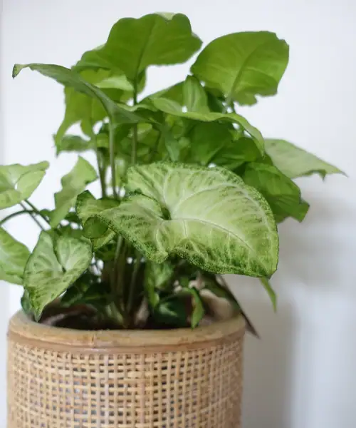 Syngonium white butterfly, verzorging