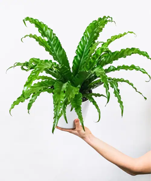 Asplenium, Nestvaren, verzorging