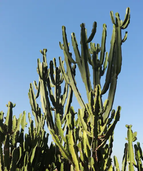 Euphorbia verzorging, stekken, water geven, standplaats, giftig