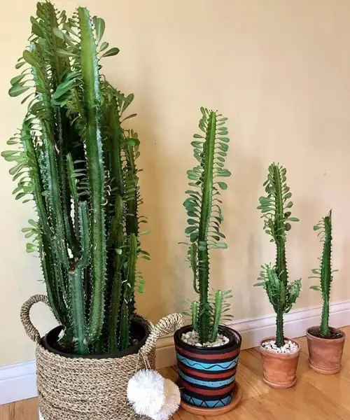 Euphorbia verzorging, stekken, water geven, standplaats, giftig